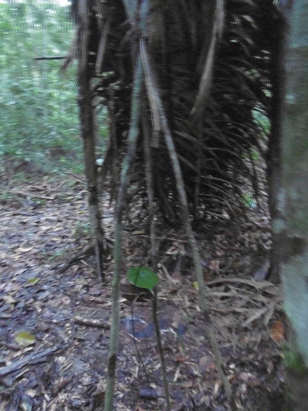 Manaus 10 Regenschutz