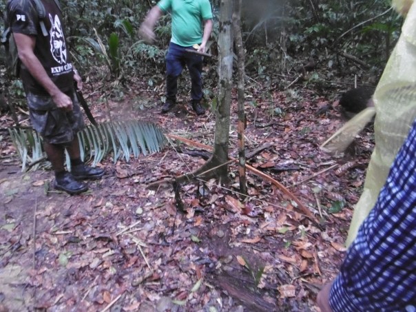 Manaus 11 Falle für Essen
